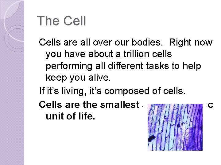 The Cells are all over our bodies. Right now you have about a trillion