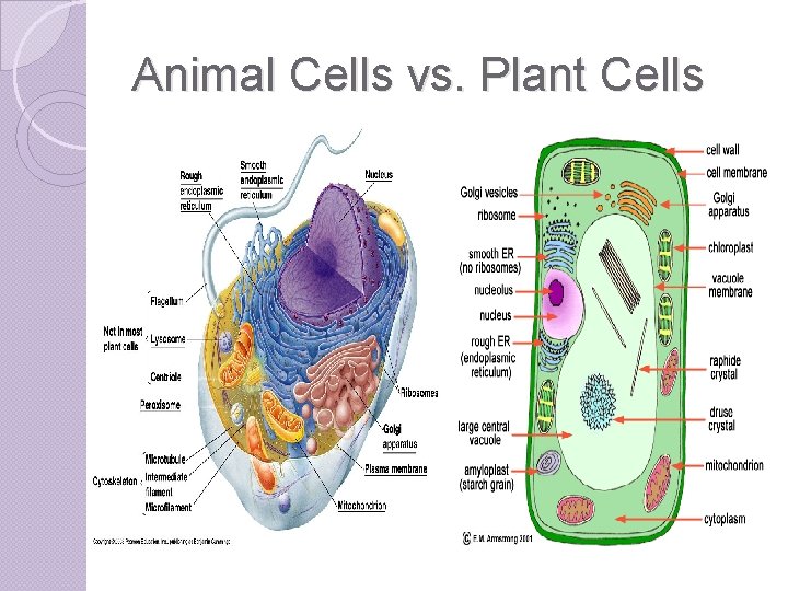Animal Cells vs. Plant Cells 