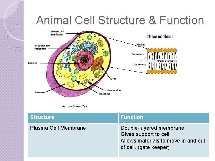 Animal Cell Structure & Function Structure Function Plasma Cell Membrane Double-layered membrane Gives support