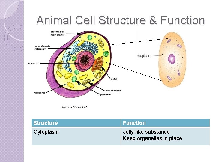 Animal Cell Structure & Function Structure Function Cytoplasm Jelly-like substance Keep organelles in place