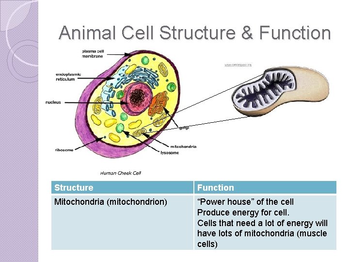 Animal Cell Structure & Function Structure Function Mitochondria (mitochondrion) “Power house” of the cell