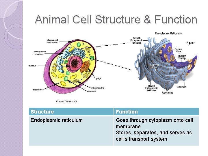 Animal Cell Structure & Function Structure Function Endoplasmic reticulum Goes through cytoplasm onto cell
