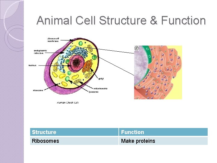 Animal Cell Structure & Function Structure Function Ribosomes Make proteins 