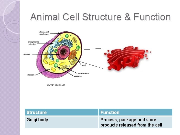 Animal Cell Structure & Function Structure Function Golgi body Process, package and store products