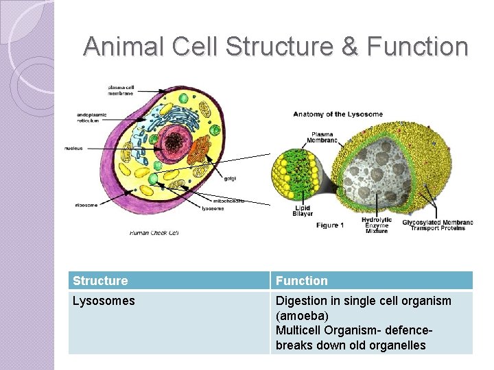 Animal Cell Structure & Function Structure Function Lysosomes Digestion in single cell organism (amoeba)