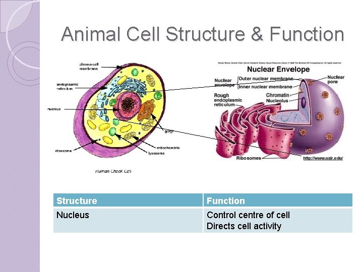 Animal Cell Structure & Function Structure Function Nucleus Control centre of cell Directs cell