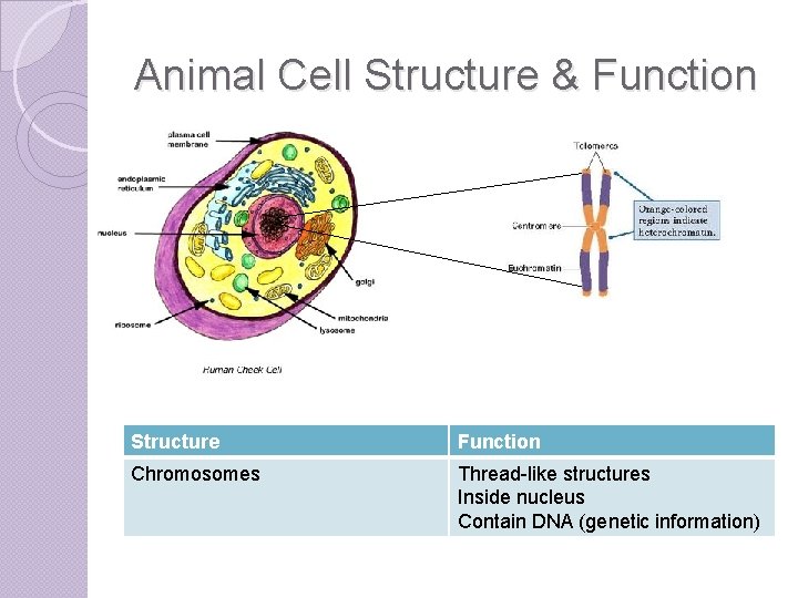 Animal Cell Structure & Function Structure Function Chromosomes Thread-like structures Inside nucleus Contain DNA