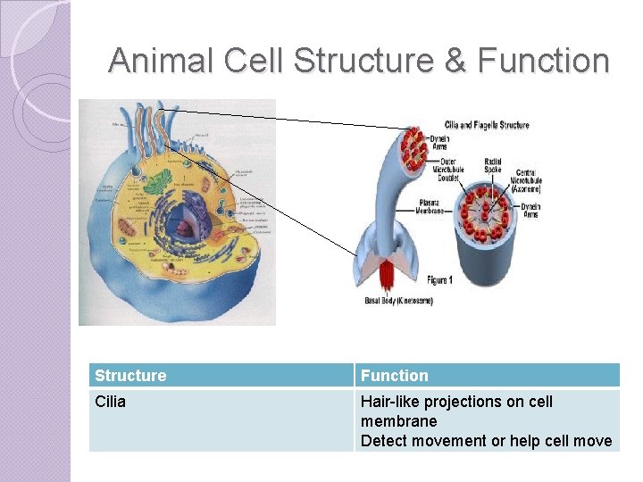 Animal Cell Structure & Function Structure Function Cilia Hair-like projections on cell membrane Detect