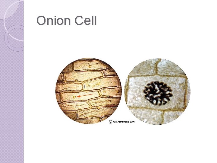 Onion Cell 