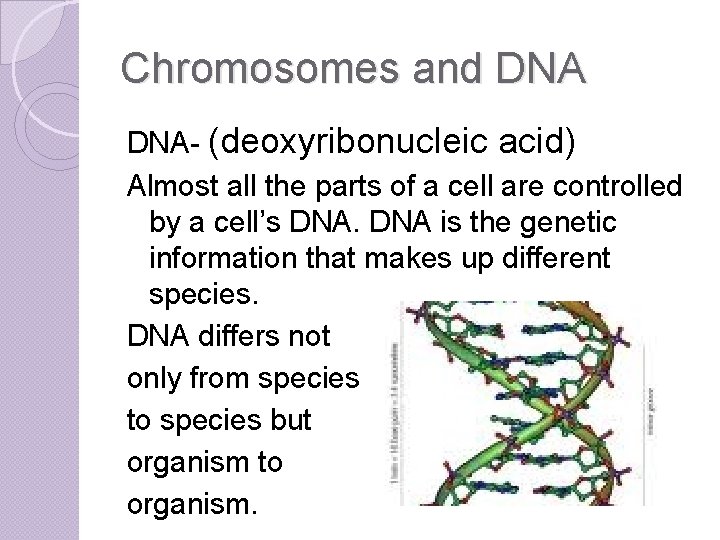 Chromosomes and DNA- (deoxyribonucleic acid) Almost all the parts of a cell are controlled