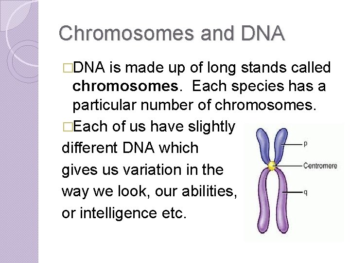 Chromosomes and DNA �DNA is made up of long stands called chromosomes. Each species