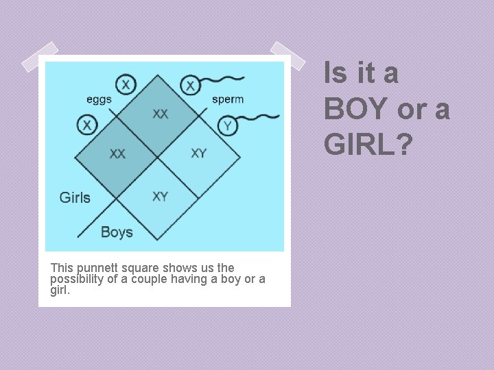 Is it a BOY or a GIRL? This punnett square shows us the possibility