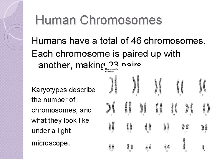 Human Chromosomes Humans have a total of 46 chromosomes. Each chromosome is paired up