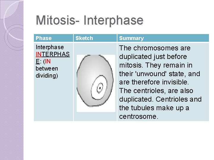 Mitosis- Interphase Phase Interphase INTERPHAS E: (IN between dividing) Sketch Summary The chromosomes are