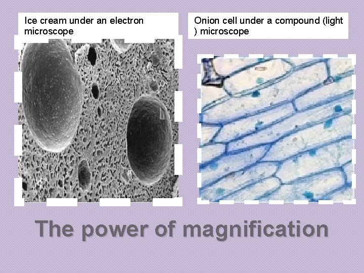 Ice cream under an electron microscope Onion cell under a compound (light ) microscope