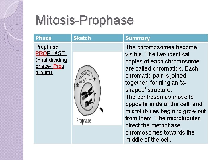Mitosis-Prophase PROPHASE: (First dividing phase- Pros are #1) Sketch Summary The chromosomes become visible.
