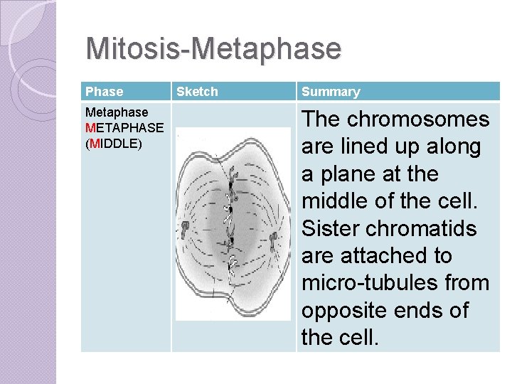 Mitosis-Metaphase Phase Metaphase METAPHASE (MIDDLE) Sketch Summary The chromosomes are lined up along a