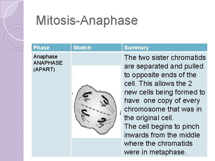 Mitosis-Anaphase Phase Anaphase ANAPHASE (APART) Sketch Summary The two sister chromatids are separated and