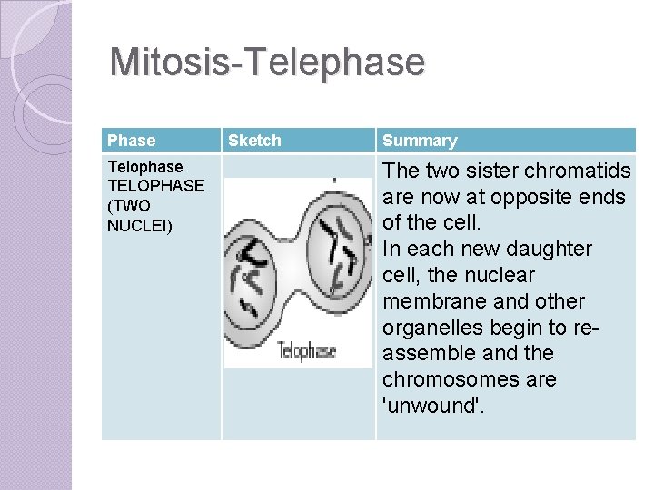 Mitosis-Telephase Phase Telophase TELOPHASE (TWO NUCLEI) Sketch Summary The two sister chromatids are now