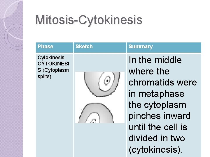 Mitosis-Cytokinesis Phase Cytokinesis CYTOKINESI S (Cytoplasm splits) Sketch Summary In the middle where the