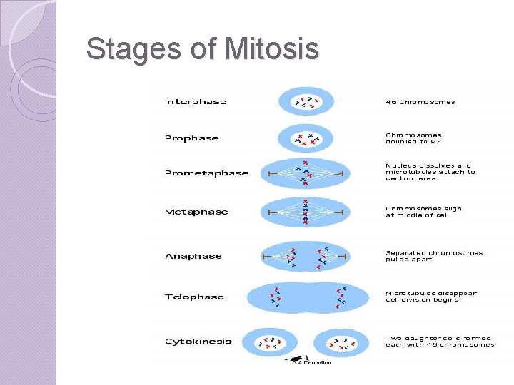 Stages of Mitosis 