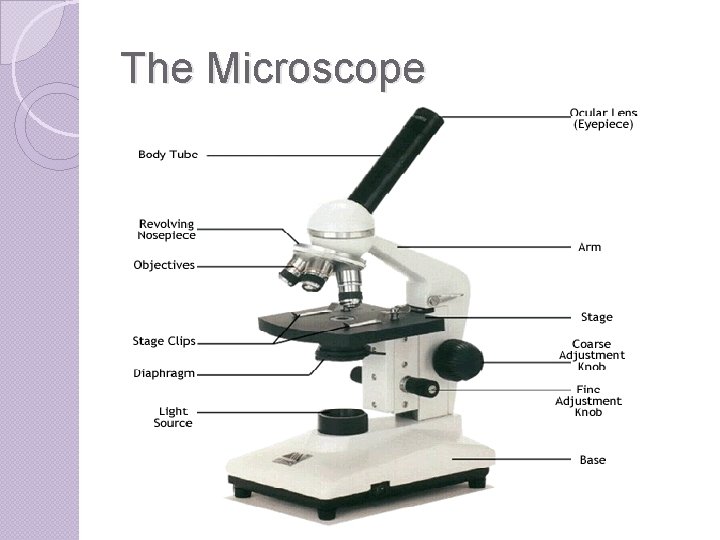 The Microscope 