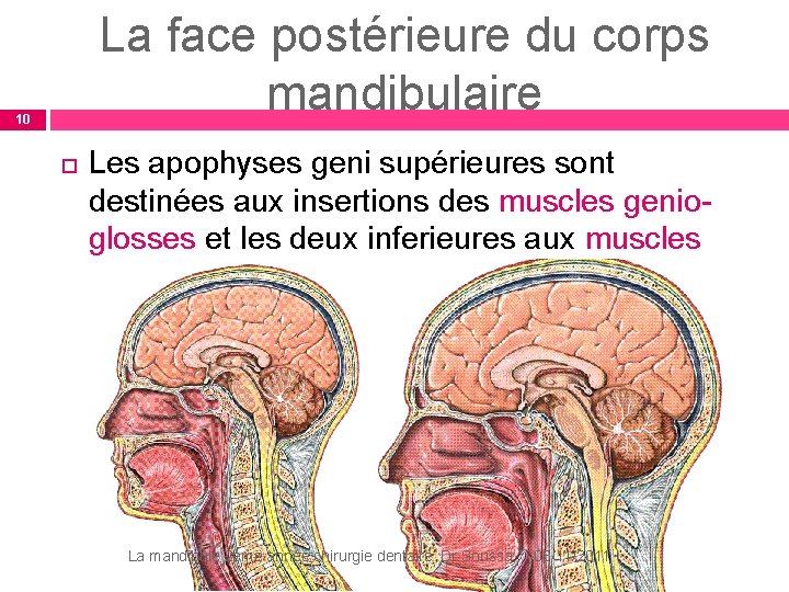 La face postérieure du corps mandibulaire 10 Les apophyses geni supérieures sont destinées aux La face postérieure du corps mandibulaire 10 Les apophyses geni supérieures sont destinées aux