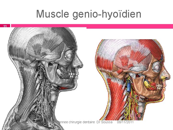 Muscle genio-hyoïdien 11 La mandibule 2ème annee chirurgie dentaire Dr Soussa 08/11/2011 Muscle genio-hyoïdien 11 La mandibule 2ème annee chirurgie dentaire Dr Soussa 08/11/2011