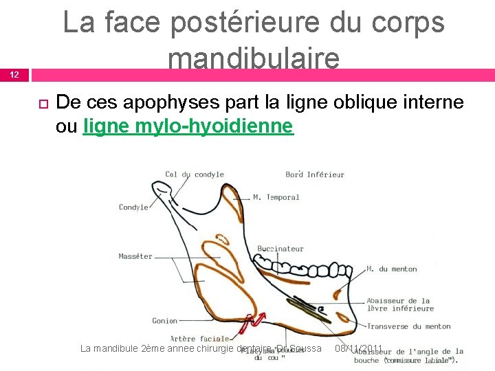 La face postérieure du corps mandibulaire 12 De ces apophyses part la ligne oblique La face postérieure du corps mandibulaire 12 De ces apophyses part la ligne oblique