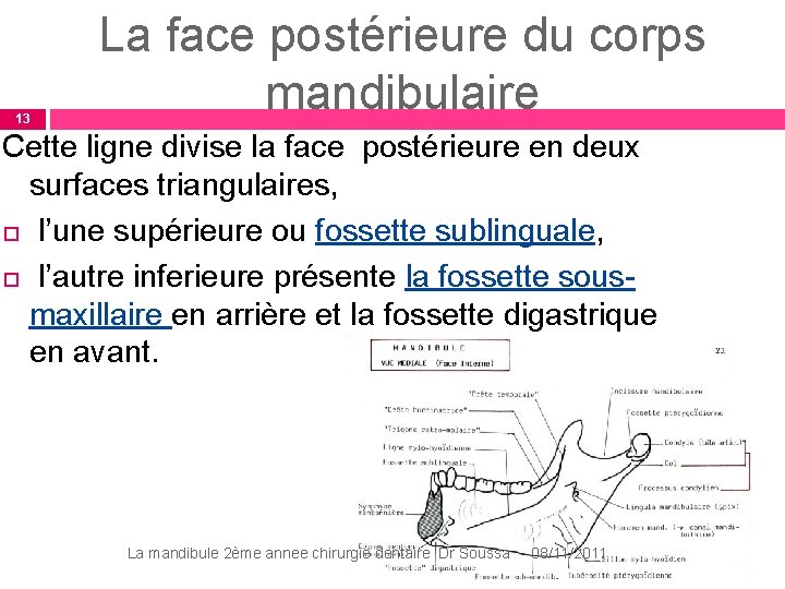 13 La face postérieure du corps mandibulaire Cette ligne divise la face postérieure en 13 La face postérieure du corps mandibulaire Cette ligne divise la face postérieure en