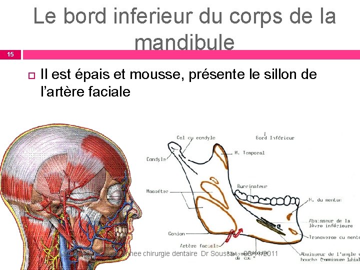 15 Le bord inferieur du corps de la mandibule Il est épais et mousse, 15 Le bord inferieur du corps de la mandibule Il est épais et mousse,