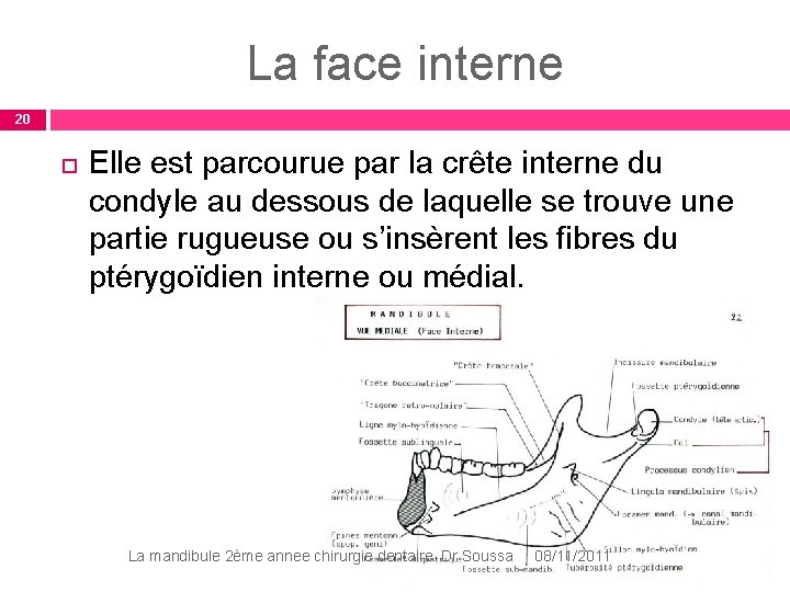 La face interne 20 Elle est parcourue par la crête interne du condyle au La face interne 20 Elle est parcourue par la crête interne du condyle au