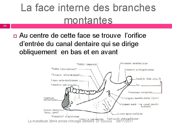 La face interne des branches montantes 21 Au centre de cette face se trouve La face interne des branches montantes 21 Au centre de cette face se trouve