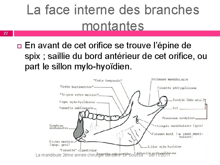La face interne des branches montantes 22 En avant de cet orifice se trouve La face interne des branches montantes 22 En avant de cet orifice se trouve