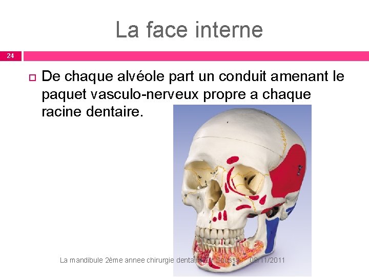La face interne 24 De chaque alvéole part un conduit amenant le paquet vasculo-nerveux La face interne 24 De chaque alvéole part un conduit amenant le paquet vasculo-nerveux
