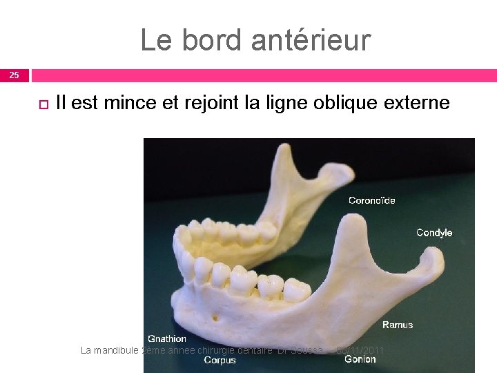 Le bord antérieur 25 Il est mince et rejoint la ligne oblique externe La Le bord antérieur 25 Il est mince et rejoint la ligne oblique externe La