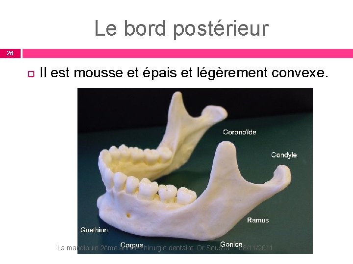 Le bord postérieur 26 Il est mousse et épais et légèrement convexe. La mandibule Le bord postérieur 26 Il est mousse et épais et légèrement convexe. La mandibule