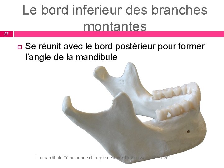 27 Le bord inferieur des branches montantes Se réunit avec le bord postérieur pour 27 Le bord inferieur des branches montantes Se réunit avec le bord postérieur pour