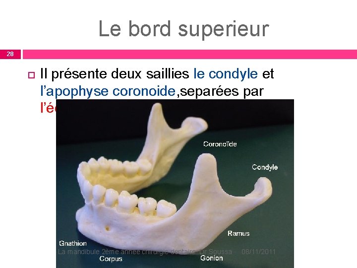 Le bord superieur 28 Il présente deux saillies le condyle et l’apophyse coronoide, separées Le bord superieur 28 Il présente deux saillies le condyle et l’apophyse coronoide, separées
