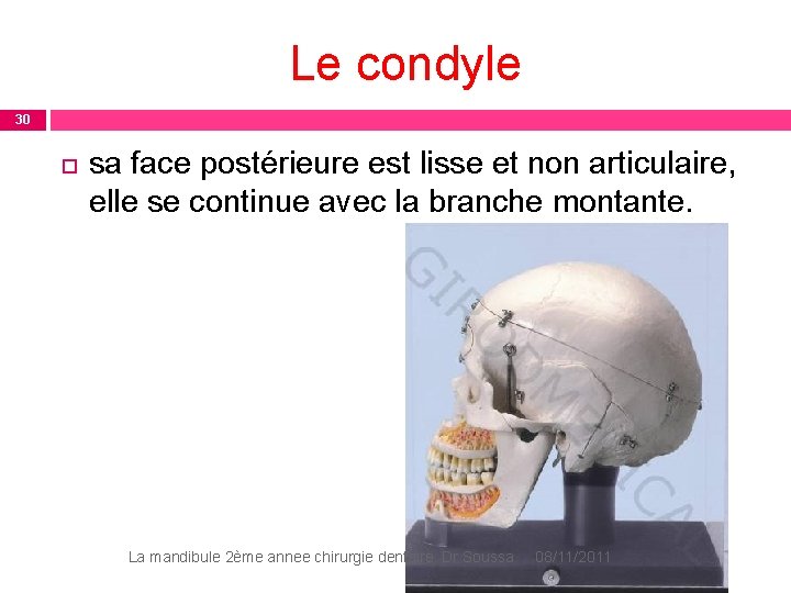 Le condyle 30 sa face postérieure est lisse et non articulaire, elle se continue Le condyle 30 sa face postérieure est lisse et non articulaire, elle se continue