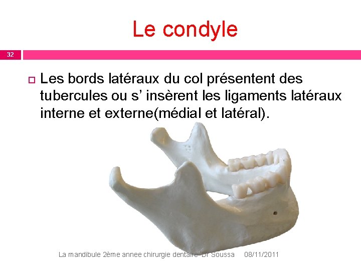 Le condyle 32 Les bords latéraux du col présentent des tubercules ou s’ insèrent Le condyle 32 Les bords latéraux du col présentent des tubercules ou s’ insèrent