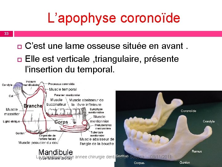 L’apophyse coronoïde 33 C’est une lame osseuse située en avant. Elle est verticale , L’apophyse coronoïde 33 C’est une lame osseuse située en avant. Elle est verticale ,