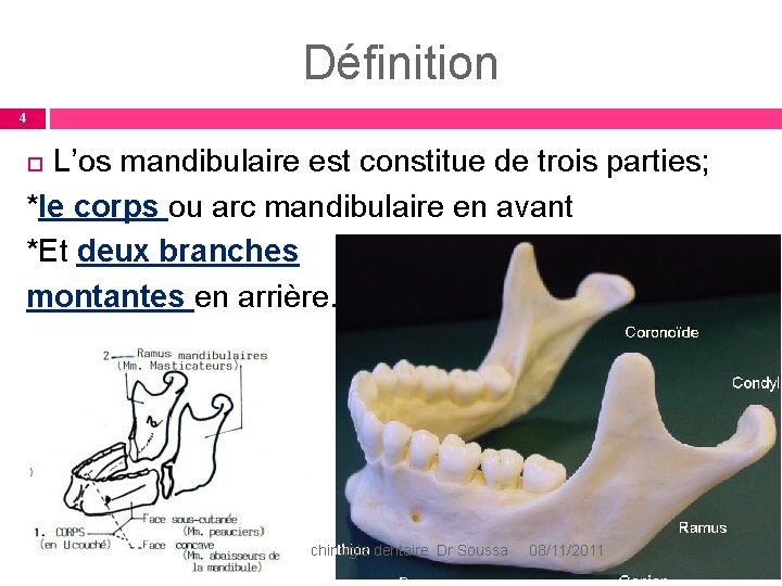 Définition 4 L’os mandibulaire est constitue de trois parties; *le corps ou arc mandibulaire Définition 4 L’os mandibulaire est constitue de trois parties; *le corps ou arc mandibulaire