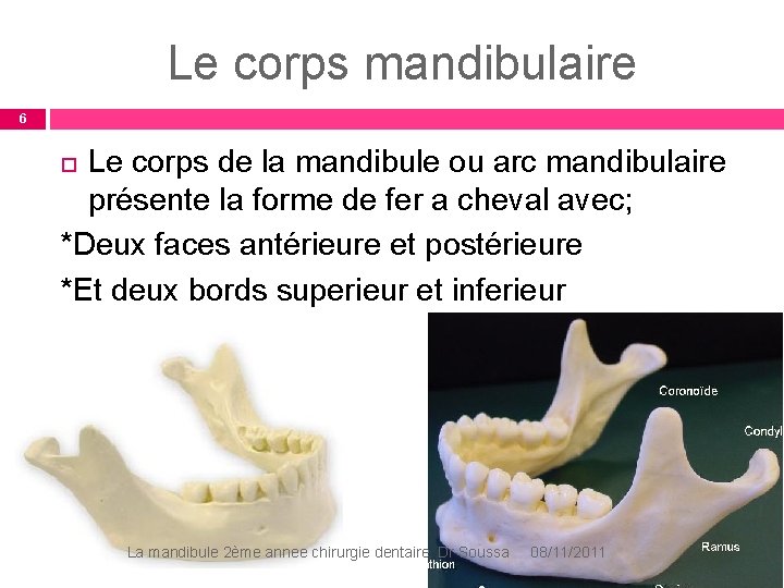 Le corps mandibulaire 6 Le corps de la mandibule ou arc mandibulaire présente la Le corps mandibulaire 6 Le corps de la mandibule ou arc mandibulaire présente la