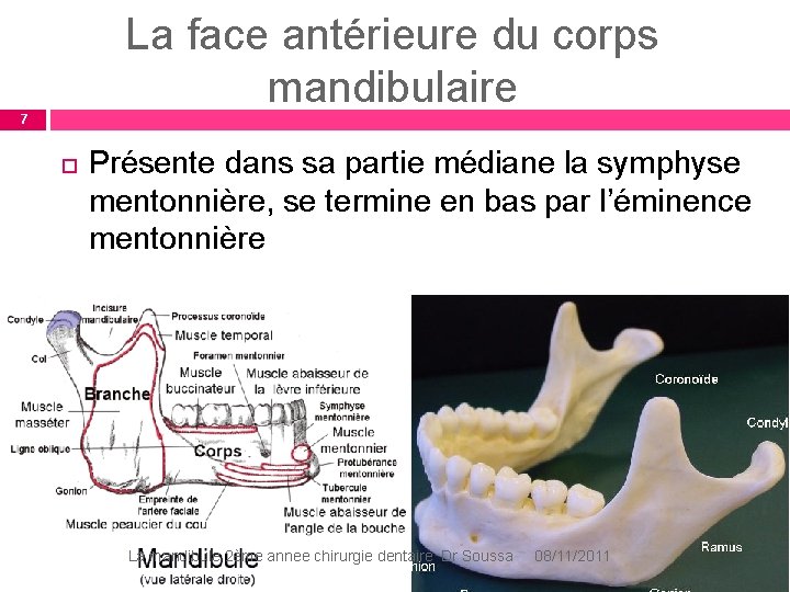 La face antérieure du corps mandibulaire 7 Présente dans sa partie médiane la symphyse La face antérieure du corps mandibulaire 7 Présente dans sa partie médiane la symphyse
