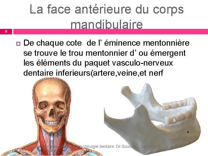 La face antérieure du corps mandibulaire 8 De chaque cote de l’ éminence mentonnière La face antérieure du corps mandibulaire 8 De chaque cote de l’ éminence mentonnière