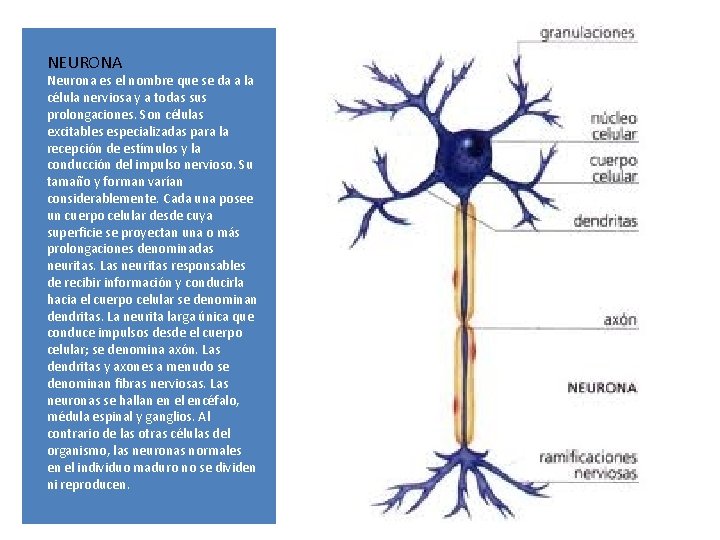 NEURONA Neurona es el nombre que se da a la célula nerviosa y a