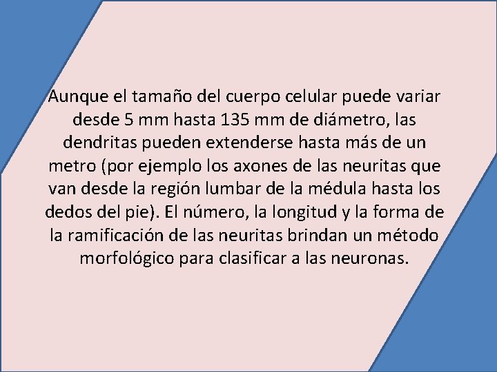 Aunque el tamaño del cuerpo celular puede variar desde 5 mm hasta 135 mm