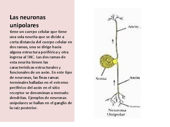 Las neuronas unipolares tiene un cuerpo celular que tiene una sola neurita que se