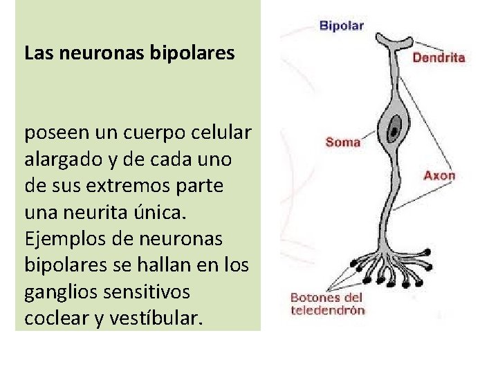 Las neuronas bipolares poseen un cuerpo celular alargado y de cada uno de sus